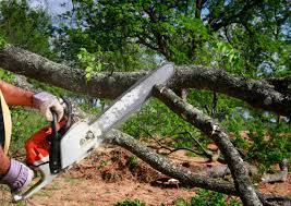 Best Tree Disease Treatment  in Greenville, OH