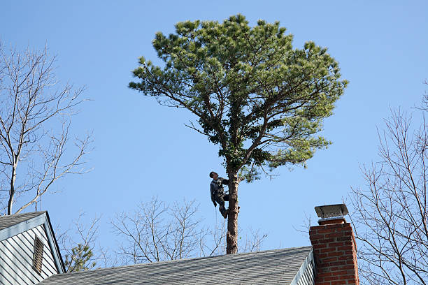 Best Tree Disease Treatment  in Greenville, OH